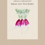 Rädisa 'French Breakfast'