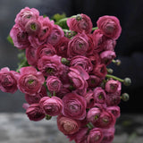 Rosa ranunkel