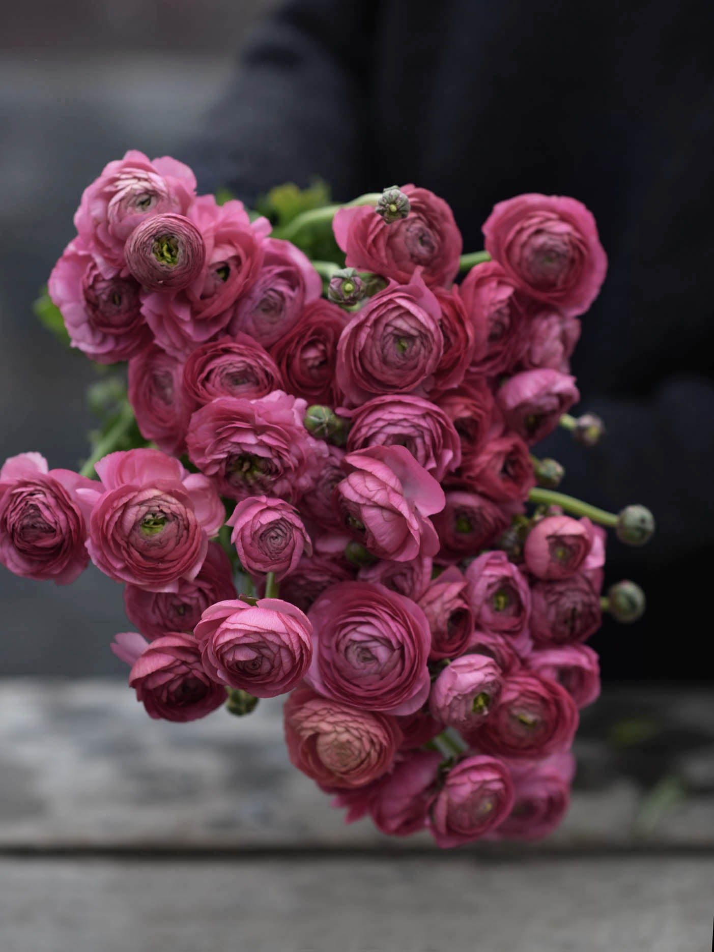 Rosa ranunkel
