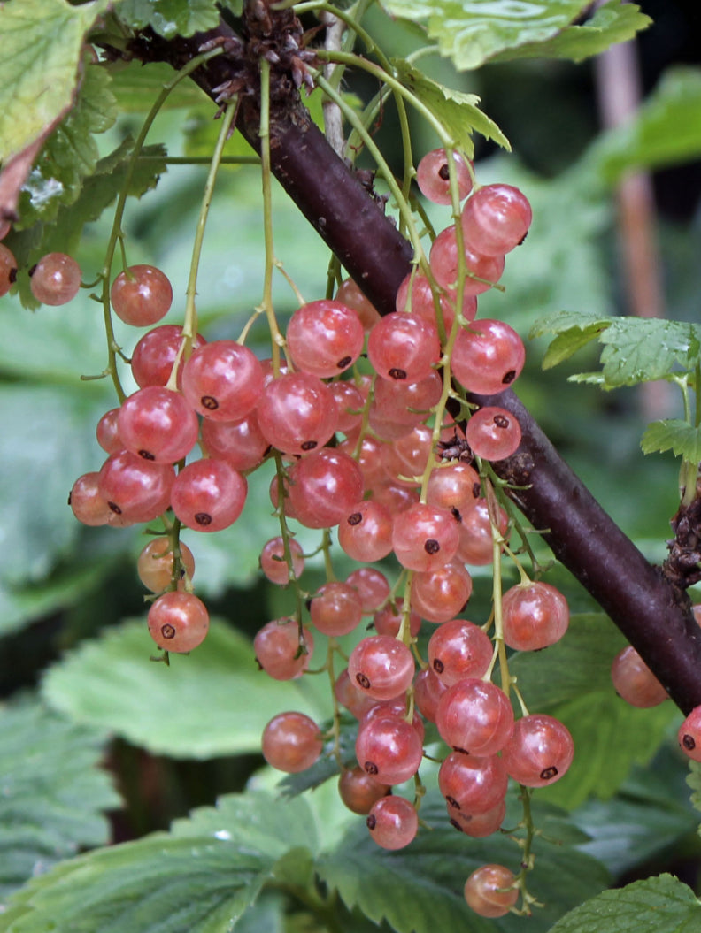 rosa vinbär i klasar
