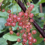 rosa vinbär i klasar