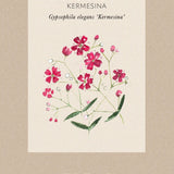 Rosa sommarslöja 'Kermesina'
