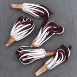 Rosensallat, Radicchio 'Cagnani'
