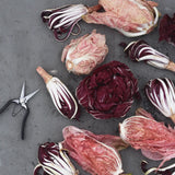 Rosensallat, Radicchio 'Grumolo Rosso'