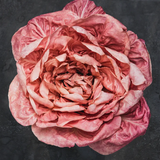 Rosensallat, Radicchio 'Rosa Del Veneto 'Passerina'
