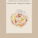 Rosensallat, Radicchio 'Variegato di Castelfranco'