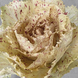Rosensallat, Radicchio 'Variegato di Castelfranco'