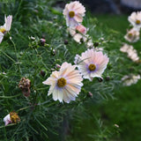 Rosenskära Apricotta i trädgården