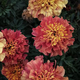 Sammetstagetes 'Strawberry Blonde'