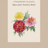 Sammetstagetes 'Strawberry Blonde'