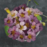 Slingerkrasse 'Purple Emperor'