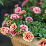 Småpetunia (Million Bells) 'Apricot'