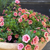 Småpetunia (Million Bells) 'Apricot'