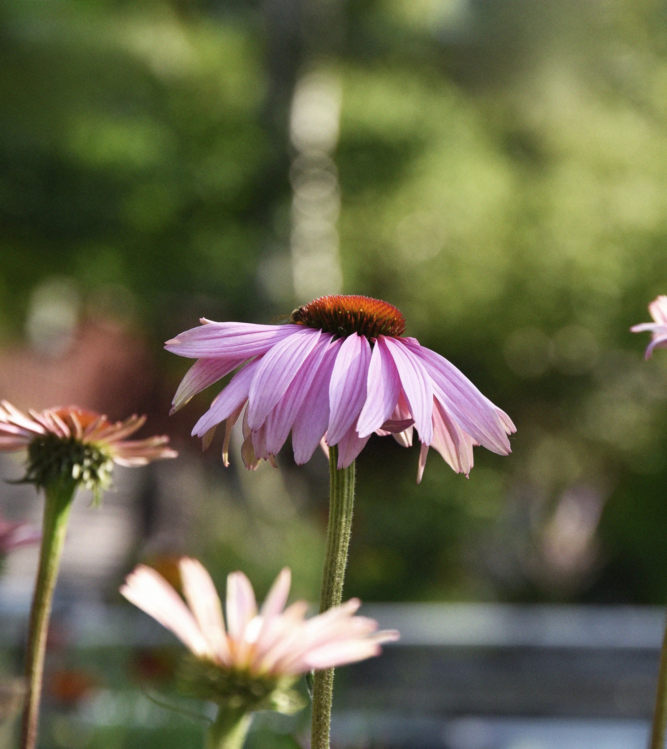 En trädgård som aldrig slutar blomma