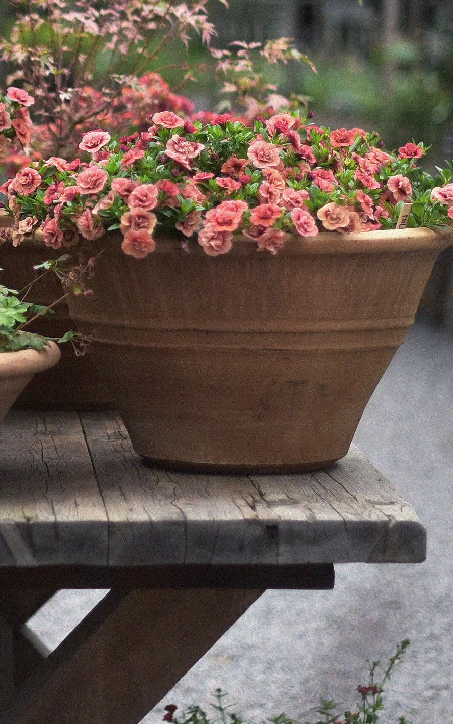 Färgprakt & lång blomningstid