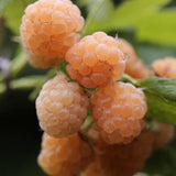 Sommarhallon 'Golden Queen'