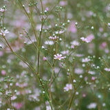 Sommarslöja 'Rosea'