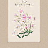 Sommarslöja 'Rosea'