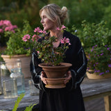 Stjärnpelargon 'Summer Twist Rose'
