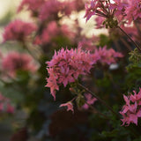Stjärnpelargon 'Summer Twist Rose'