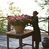Stjärnpelargon 'Summer Twist Rose'