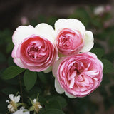 Storblommig klätt. PIERRE DE RONSARD® (Eden Rose 85) barrot