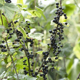 Svarta vinbär 'BALSGÅRD MARTIN'® E