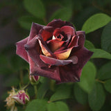 Tehybridros 'Dark Night’ (Eddy Mitchell®) barrot