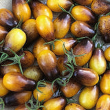 Tomat 'Indigo Kumquat'