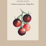 Tomat 'Indigo Rose'