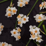 Narciss 'Kapiti Peach'