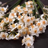 Narciss 'Kapiti Peach'