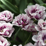 Tulpan 'Late Wyndham'('Pistache')