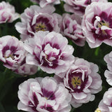 Tulpan 'Late Wyndham'('Pistache')