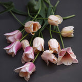 Tulpanmix 'Pink Champagne'