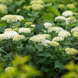 Vidjehortensia 'FlowerWow'