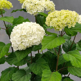 Vidjehortensia 'FlowerWow'