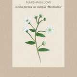 Vitpytta 'Marshmallow'