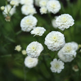Vitpytta 'Marshmallow'