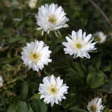 Vitsippa 'Bracteata Pleniflora'