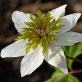 Vitsippa 'Green Fingers'