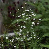 Vit sommarslöja 'Covent Garden'