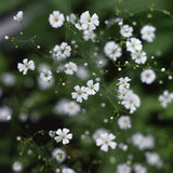 Vit sommarslöja 'Covent Garden'