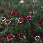 Zinnia 'Jazzy Red' i trädgården med  blommor i vinrött och vitt och inslag av rosa