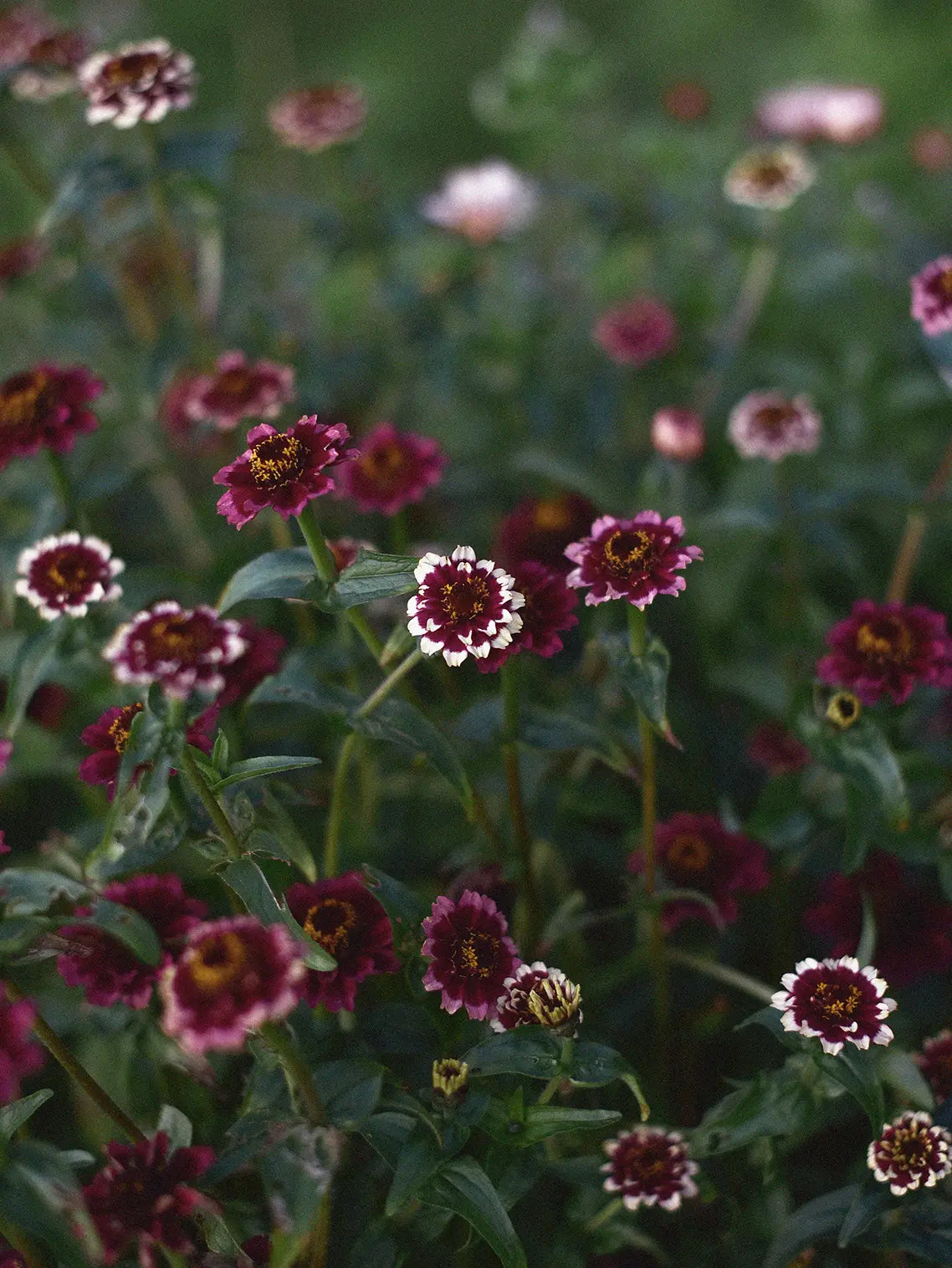 Zinnia 'Jazzy Red' i trädgården med blommor i vinrött och vitt och inslag av rosa