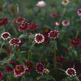 Zinnia 'Jazzy Red' i trädgården med blommor i vinrött och vitt och inslag av rosa