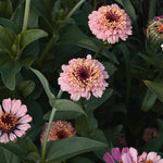 Här är Zinnia 'Zinderella Lilac i mjuka rosa till lila nyanser.