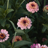 Här är Zinnia 'Zinderella Lilac i mjuka rosa till lila nyanser.