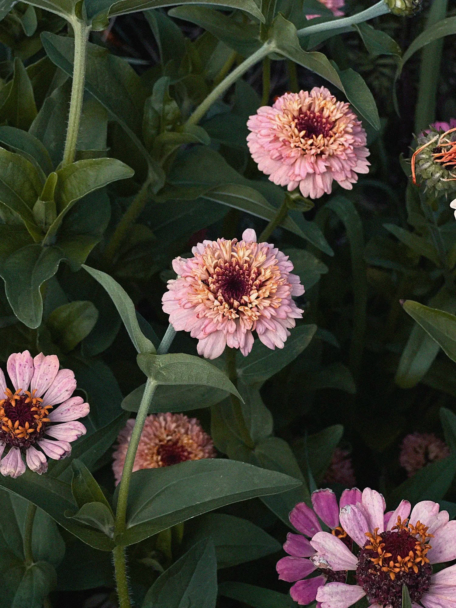 Här är Zinnia 'Zinderella Lilac i mjuka rosa till lila nyanser.
