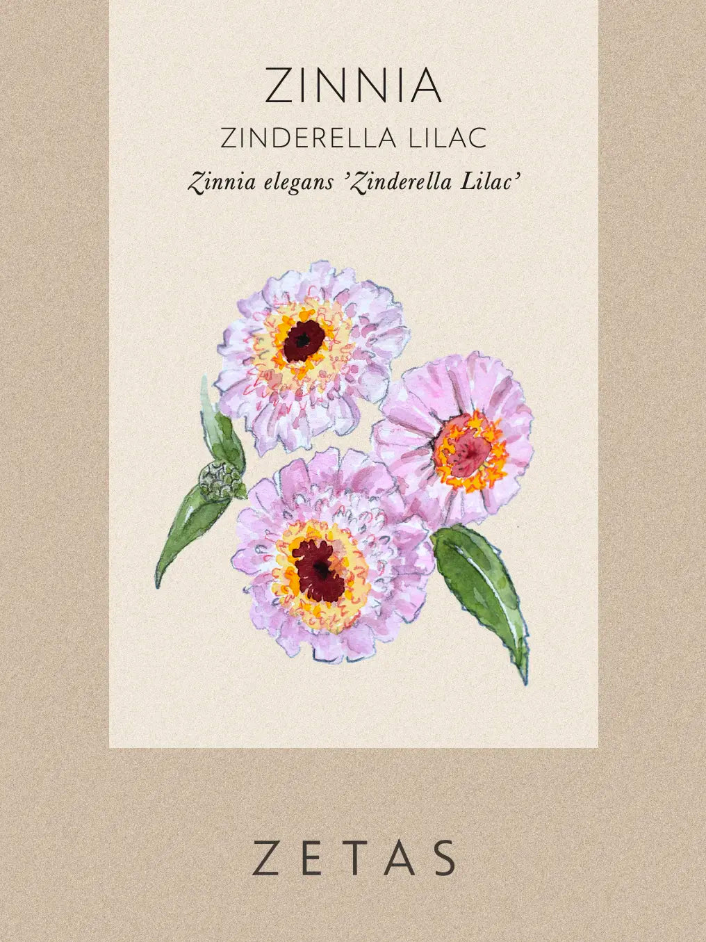 Zinnia 'Zinderella Lilac Fröpåse